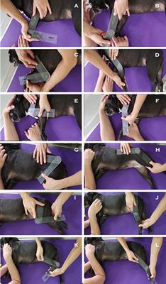 Goniometric Assessment in French Bulldogs